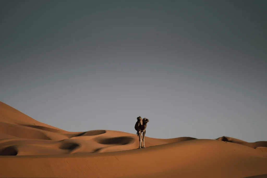 Camel near Merzouga in the Sahara