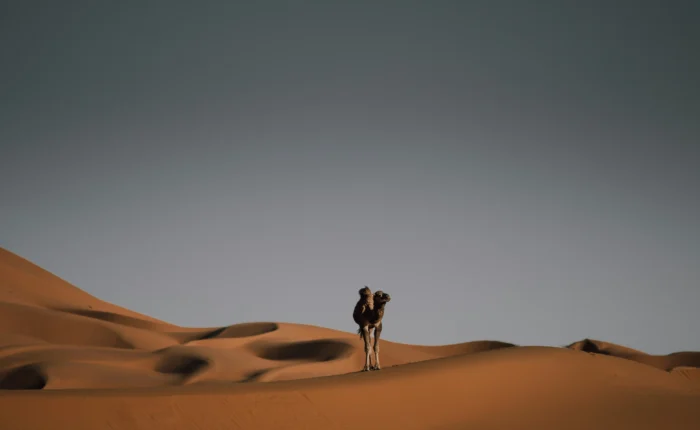Camel Merzouga sahara desert