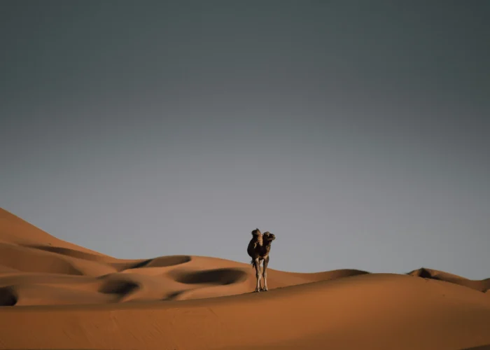 Camel Merzouga sahara desert