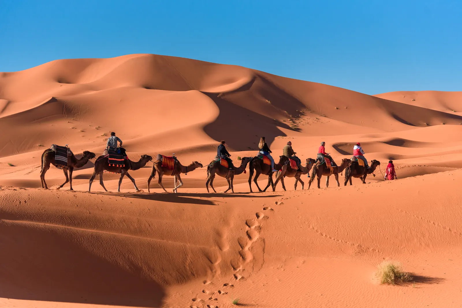 Camel caravan walking through the Merzouga dunes, Sahara Desert