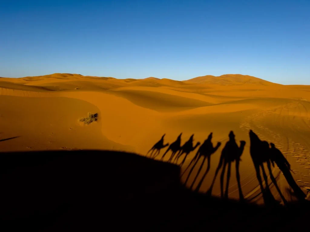Camel shadows on the Erg Chebbi dunes at sunset