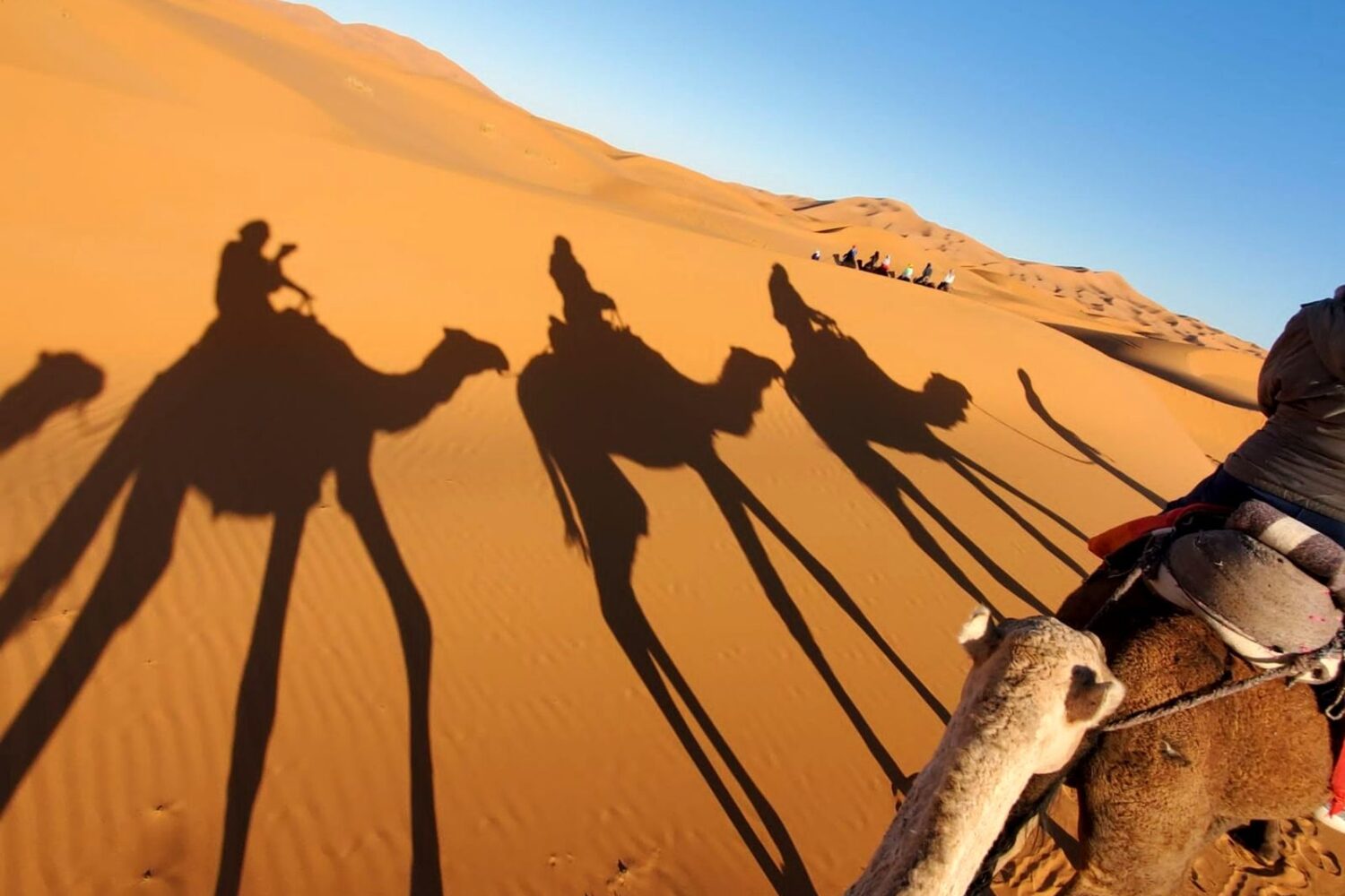 Camel trek in the Erg Chebbi dunes, Merzouga, Sahara Desert, Morocco