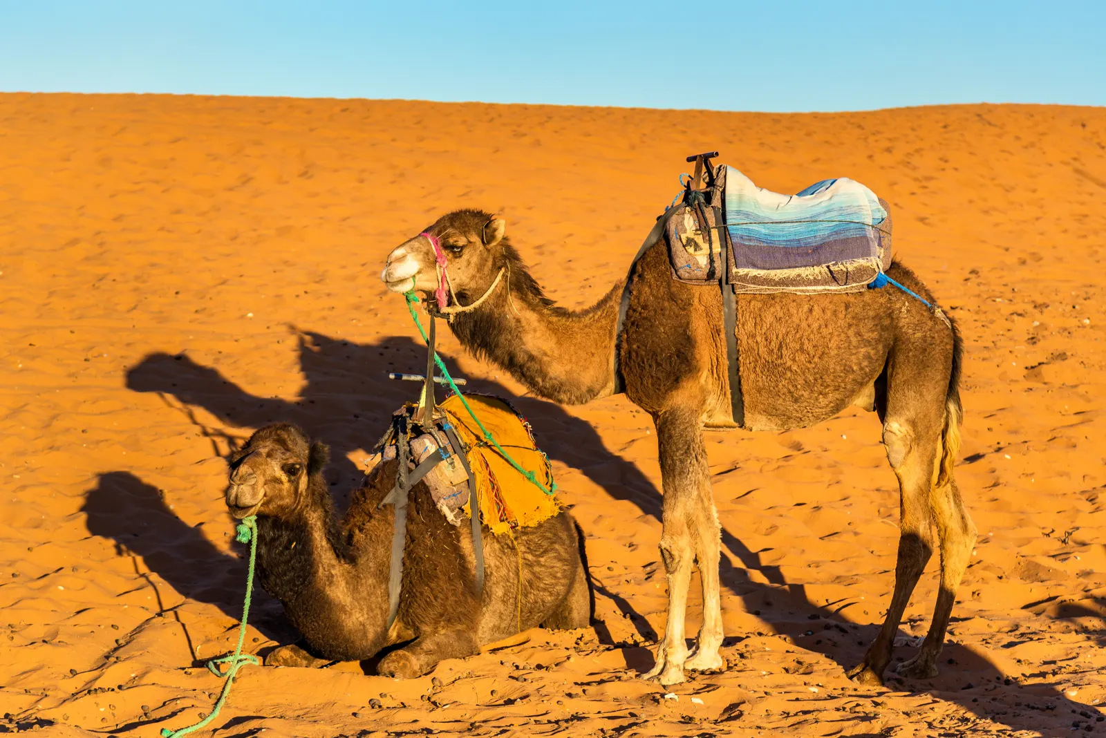 Camels resting on the Erg Chebbi dunes near Merzouga