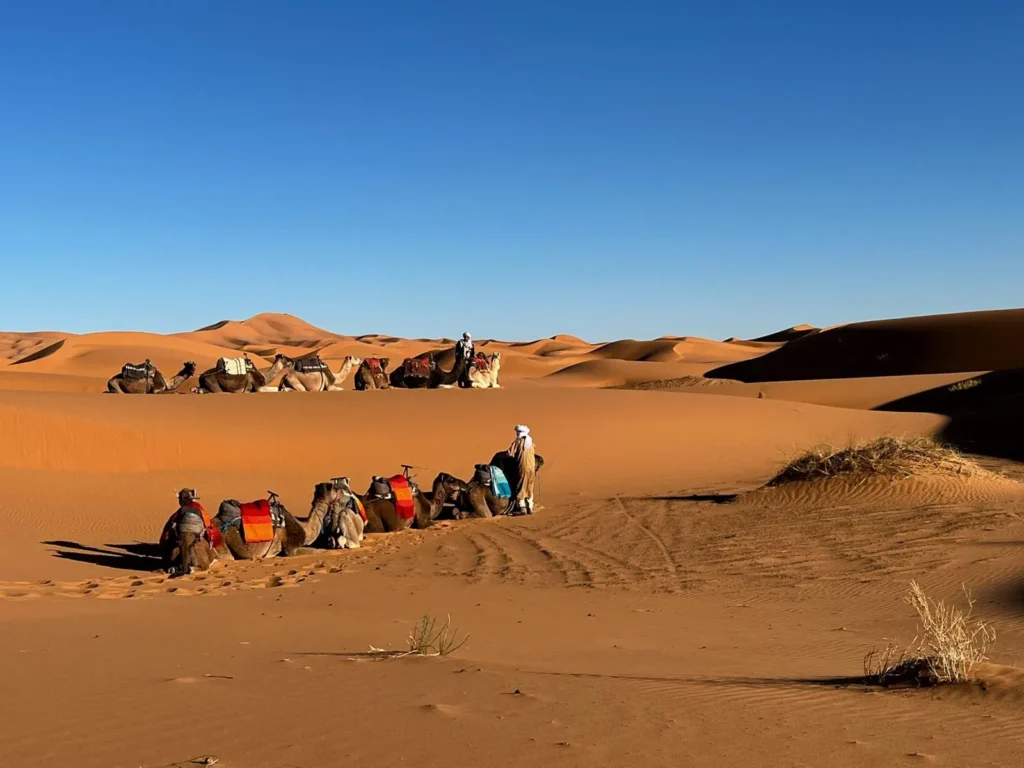 Camels waiting for travellers in the Erg Chebbi dunes