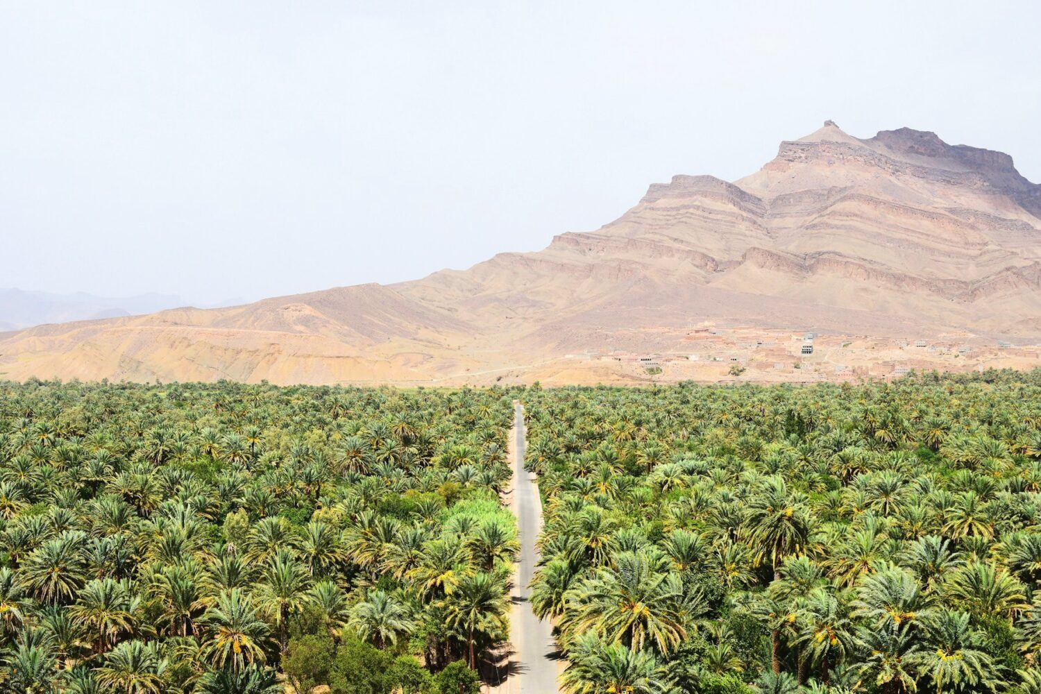Palm grove of the Draa Valley at Agdz, Morocco