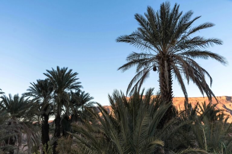 Date palms in the Draa Valley near Agdz, Morocco