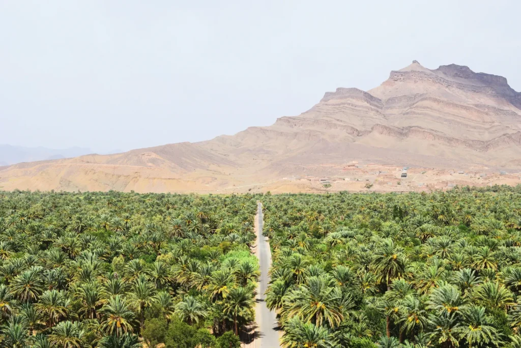 Palm groves of the Draa Valley, southern Morocco