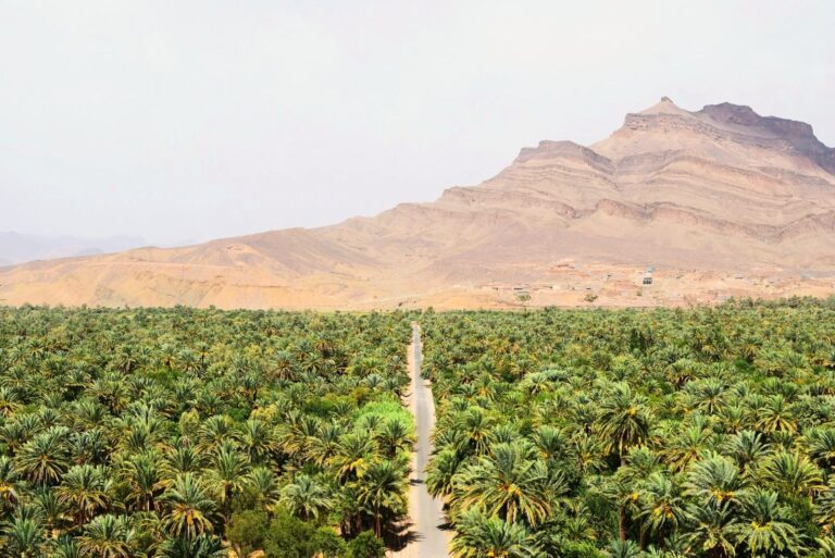 Draa Valley palm oasis, southern Morocco
