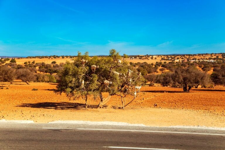 Goats climbing argan trees near Essaouira, Morocco