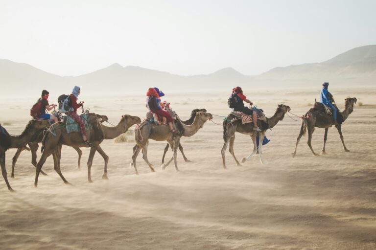 Group camel ride across the dunes
