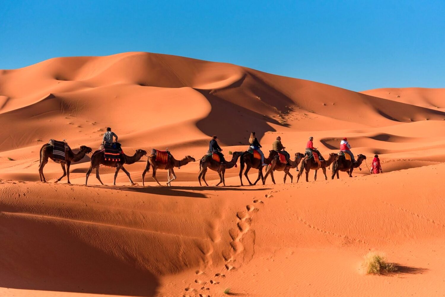 Erg Chebbi dunes and camels, Merzouga, Sahara Desert, Morocco