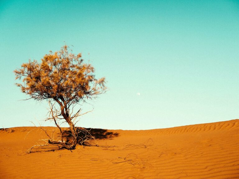 Acacia tree in the desert near M'hamid, Morocco