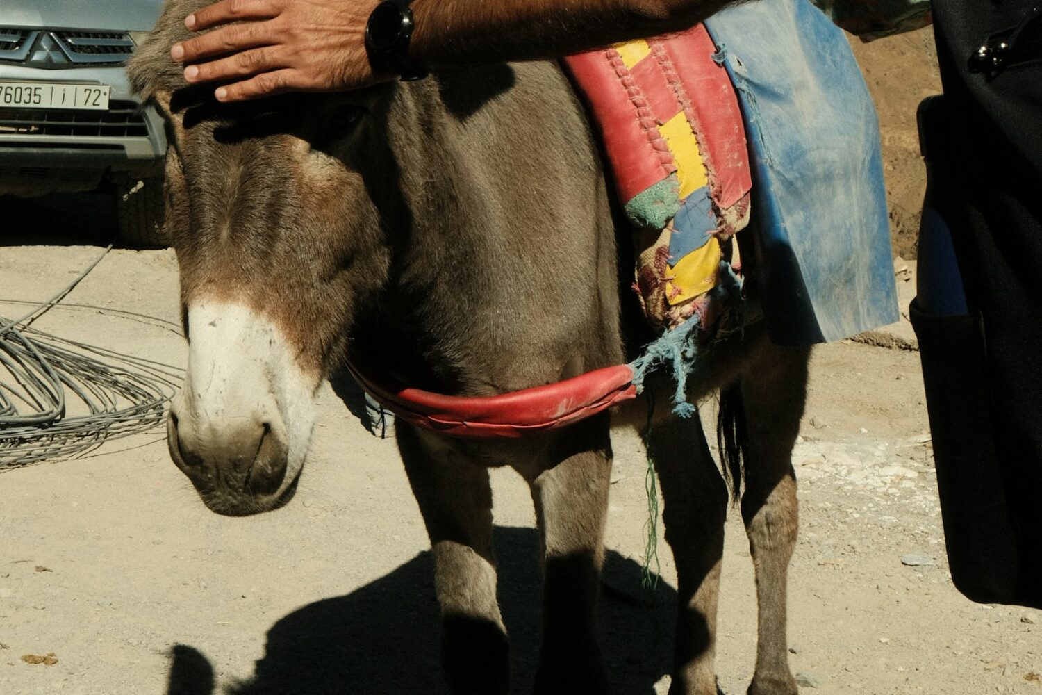 Mule in a High Atlas village