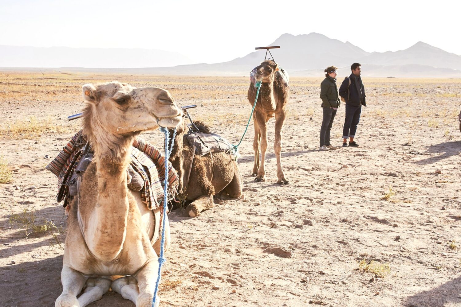 Camels in the desert near Zagora, Morocco